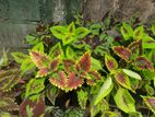 Coleus Plant