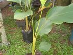 Calathea Lutea Plants