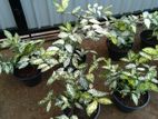 Polka Dot Plants