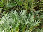 Plants for sale