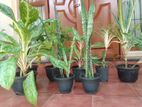 Plants Lot