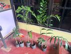 Foxtail Plants