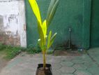 Coconut Plants