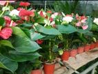 Anthurium Plants