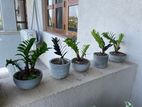 ZZ Plants