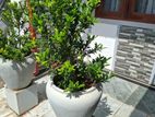 Plants