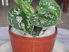 Satin Pothos Plants