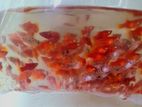 Plate Fish