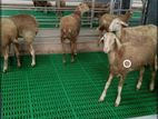 platic goat flooring 2*2
