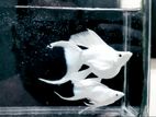 Platinum Ballon Butterfly Molly (bulk sale)