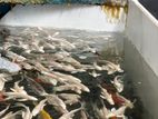 platinum carp fish