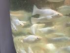 Platinum Moli