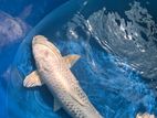 Platinum Ogon Koi fish