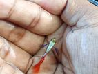 Platinum Redtail Dumboear Guppy