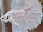 Platinum Rose Tail Betta Fish