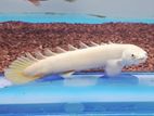 platinum senagle bichir fish
