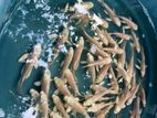 Koi Carp Fish