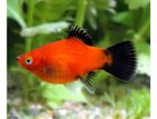 Platy fish