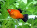 Platy Fish