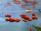 Platy Fish