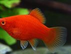 Platy Fish