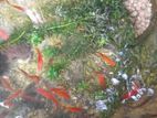 Platy Fish