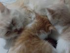 Mixed Persian Kitten