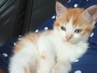 Mixed Persian Kitten