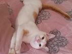 Cat for Kind Home