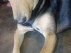 Dog for Kind Home