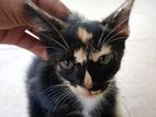 Playful kittens for a kind home