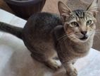 Playful Male Kitten Looking for a Loving Home