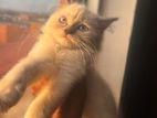 Persian Doll-Face Kittens
