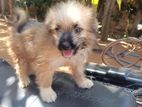 Playful Terrier Breed Female Puppy