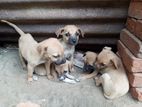 Puppies for Kind Home