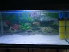 Fish Tank