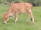 (නැම්බක්) එළදෙනක්