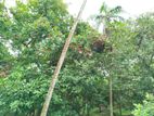 පලතුරු ගස් සමග අක්කර කාලක බිම් කොටස් විකිණීමට