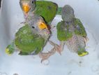Plum Head Parrot Chicks