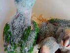Plum Head Parrot