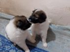 Pomeranian Puppies