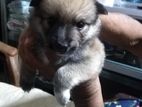Pomeranian Puppies