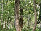 පන්නල – පර්චස් 180ක නිරවුල් ඉඩම මකඳුර
