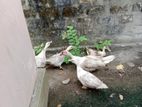 பண்ணை வாத்து