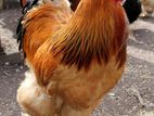 Chicks