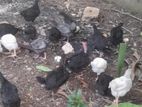 Country Chicken