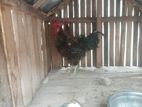Farm Rooster
