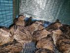 Quail