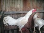 Farm Chicken