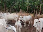 Farm Cows